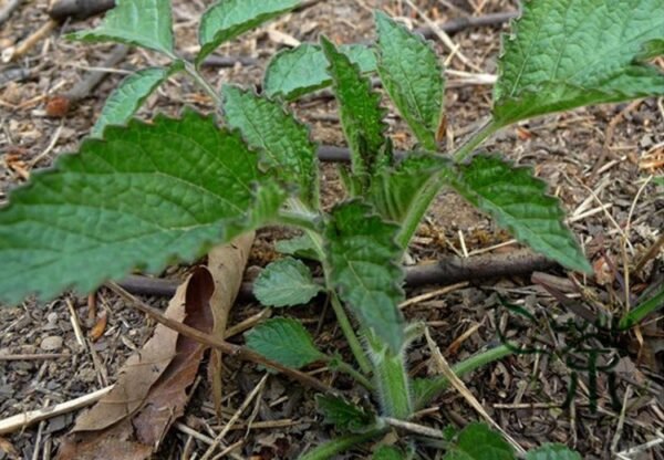 Salvia Miltiorrhiza, Tan Shen Red Sage Seed 5000 PCS, Chinese Sage Danshen - Image 3