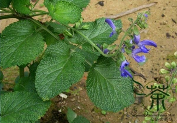 Salvia Miltiorrhiza, Tan Shen Red Sage Seed 5000 PCS, Chinese Sage Danshen