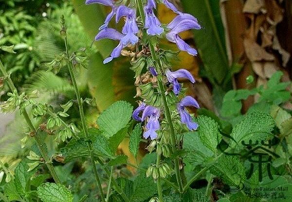 Salvia Miltiorrhiza, Tan Shen Red Sage Seed 5000 PCS, Chinese Sage Danshen - Image 6