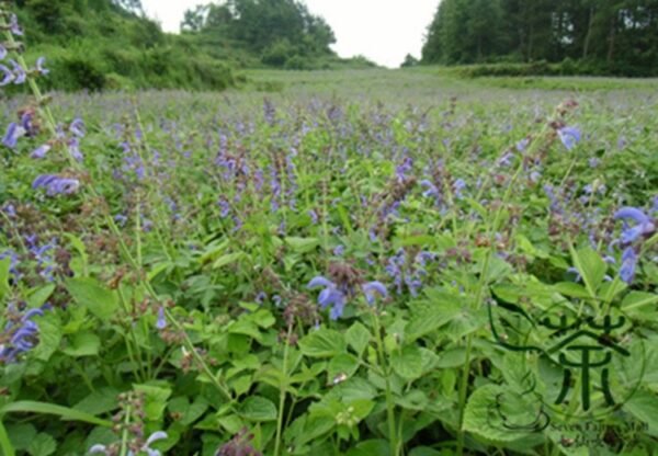 Salvia Miltiorrhiza, Tan Shen Red Sage Seed 5000 PCS, Chinese Sage Danshen - Image 8