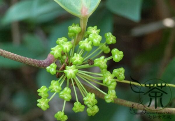 Rhizoma Smilacis, Smilax Glabra Seed 500 PCS, Glabrous Greenbrier Tufuling - Image 2