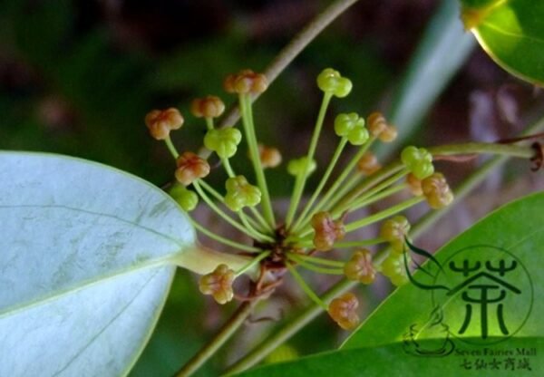 Rhizoma Smilacis, Smilax Glabra Seed 500 PCS, Glabrous Greenbrier Tufuling - Image 3