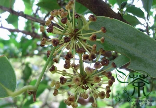 Rhizoma Smilacis, Smilax Glabra Seed 500 PCS, Glabrous Greenbrier Tufuling - Image 5