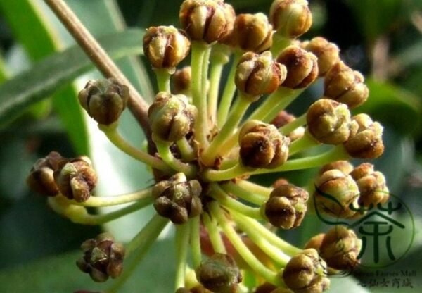 Rhizoma Smilacis, Smilax Glabra Seed 500 PCS, Glabrous Greenbrier Tufuling - Image 6