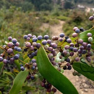 Rhizoma Smilacis, Smilax Glabra Seed 500 PCS, Glabrous Greenbrier Tufuling