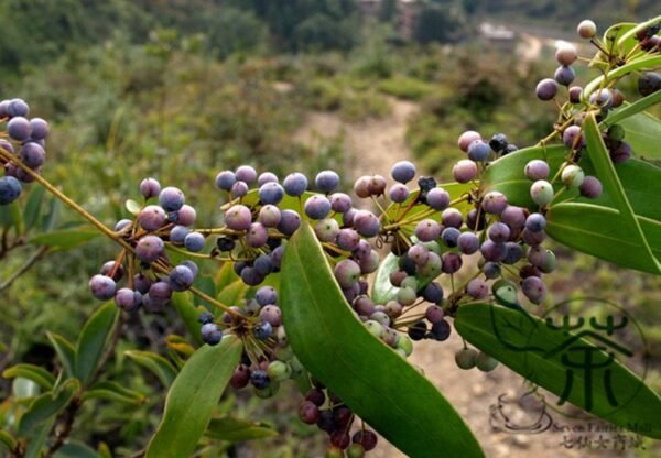 Rhizoma Smilacis, Smilax Glabra Seed 500 PCS, Glabrous Greenbrier Tufuling