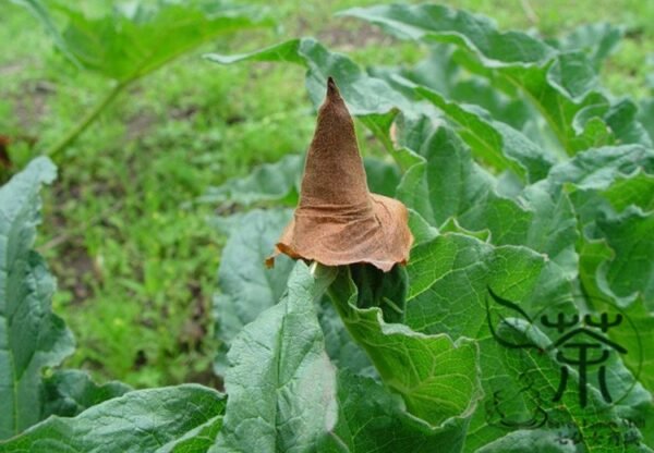 Rheum Palmatum, Chinese Rhubarb Seed 1000 PCS, Turkish Rhubarb Dahuang - Image 2