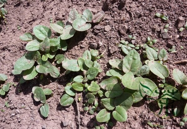 Rheum Palmatum, Chinese Rhubarb Seed 1000 PCS, Turkish Rhubarb Dahuang - Image 3