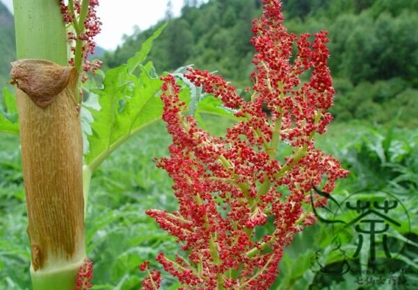 Rheum Palmatum, Chinese Rhubarb Seed 1000 PCS, Turkish Rhubarb Dahuang - Image 6