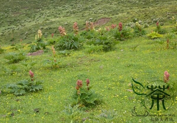 Rheum Palmatum, Chinese Rhubarb Seed 1000 PCS, Turkish Rhubarb Dahuang