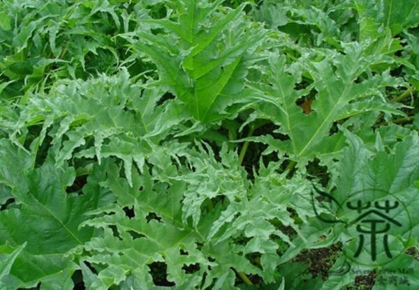 Rheum Palmatum, Chinese Rhubarb Seed 1000 PCS, Turkish Rhubarb Dahuang - Image 7