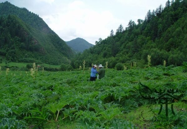 Rheum Palmatum, Chinese Rhubarb Seed 1000 PCS, Turkish Rhubarb Dahuang - Image 8