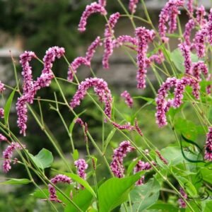 Polygonum Orientale, Oriental Persicaria Seed 2000 PCS, Shuihonghua