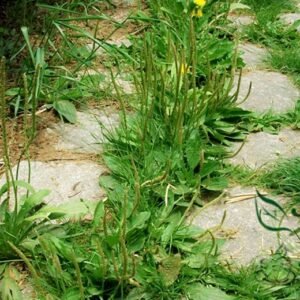 Plantago Asiatica 3000 PCS, Semen Plantaginis Seed 3000 PCS, Plantago Depressa Cheqianzi