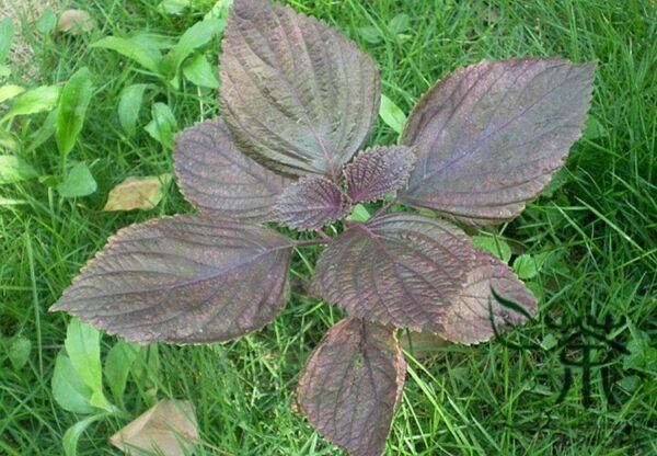 Perilla Frutescens, Beefsteak Plant Zi-su Seed 10000 PCS, Korean Perilla Zisu - Image 2