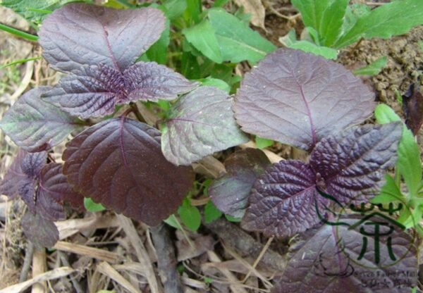 Perilla Frutescens, Beefsteak Plant Zi-su Seed 10000 PCS, Korean Perilla Zisu - Image 3