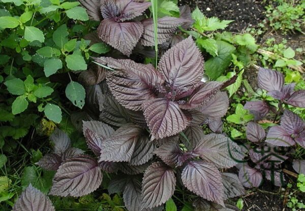 Perilla Frutescens, Beefsteak Plant Zi-su Seed 10000 PCS, Korean Perilla Zisu - Image 4