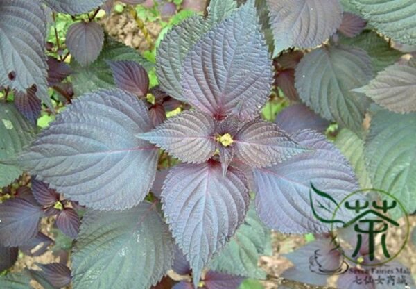 Perilla Frutescens, Beefsteak Plant Zi-su Seed 10000 PCS, Korean Perilla Zisu - Image 5