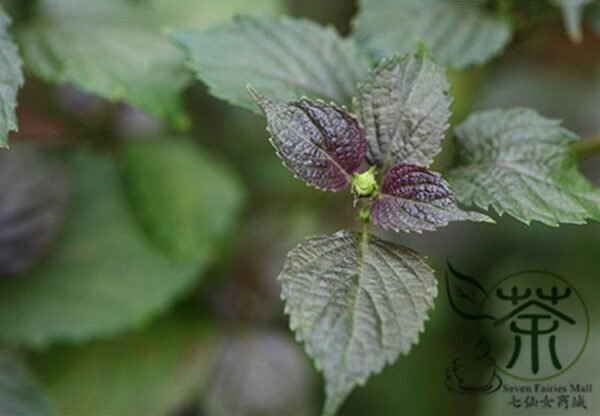 Perilla Frutescens, Beefsteak Plant Zi-su Seed 10000 PCS, Korean Perilla Zisu - Image 6