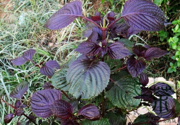 Perilla Frutescens, Beefsteak Plant Zi-su Seed 10000 PCS, Korean Perilla Zisu - Image 7