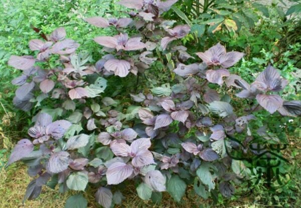 Perilla Frutescens, Beefsteak Plant Zi-su Seed 10000 PCS, Korean Perilla Zisu - Image 8