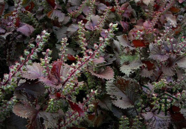 Perilla Frutescens, Beefsteak Plant Zi-su Seed 10000 PCS, Korean Perilla Zisu - Image 9