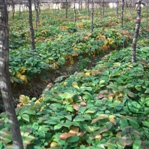 Panax Quinquefolius, American Ginseng Seed 200 PCS, Xiyangshen