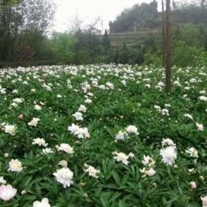 Paeonia Lactiflora, Garden Peony Seed 300 PCS, Chinese Peony Shaoyao