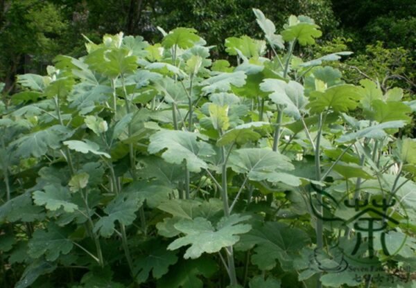 Macleaya Cordata 500 PCS, Plume Poppy Seed 500 PCS, Boluohui - Image 2