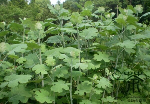 Macleaya Cordata 500 PCS, Plume Poppy Seed 500 PCS, Boluohui - Image 3