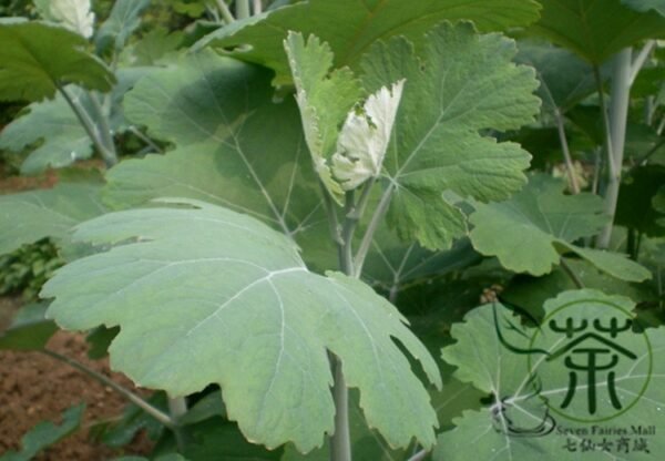 Macleaya Cordata 500 PCS, Plume Poppy Seed 500 PCS, Boluohui - Image 4