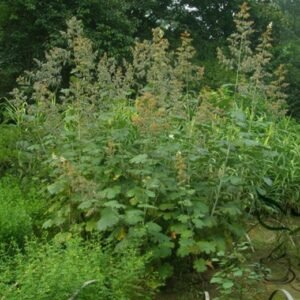 Macleaya Cordata 500 PCS, Plume Poppy Seed 500 PCS, Boluohui