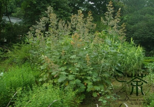 Macleaya Cordata 500 PCS, Plume Poppy Seed 500 PCS, Boluohui