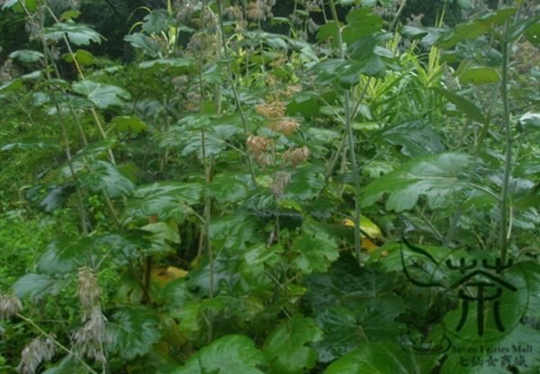 Macleaya Cordata 500 PCS, Plume Poppy Seed 500 PCS, Boluohui - Image 6