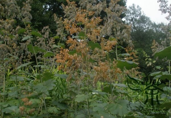 Macleaya Cordata 500 PCS, Plume Poppy Seed 500 PCS, Boluohui - Image 7