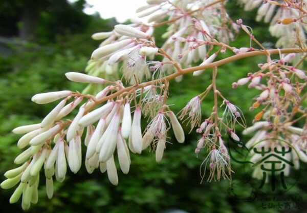 Macleaya Cordata 500 PCS, Plume Poppy Seed 500 PCS, Boluohui - Image 8