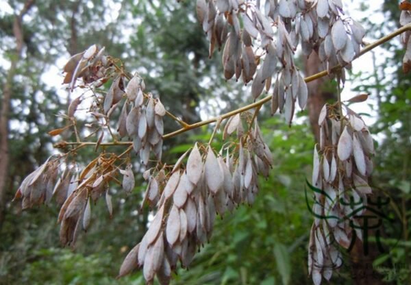 Macleaya Cordata 500 PCS, Plume Poppy Seed 500 PCS, Boluohui - Image 9