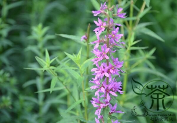 Lythrum Salicaria, Purple Loosestrife Seed 3000 PCS, Spiked Loosestrife Qianqucai - Image 2