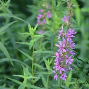 Lythrum Salicaria, Purple Loosestrife Seed 3000 PCS, Spiked Loosestrife Qianqucai