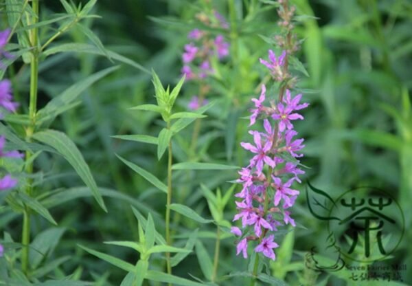 Lythrum Salicaria, Purple Loosestrife Seed 3000 PCS, Spiked Loosestrife Qianqucai