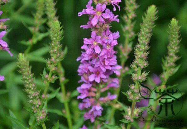 Lythrum Salicaria, Purple Loosestrife Seed 3000 PCS, Spiked Loosestrife Qianqucai - Image 3