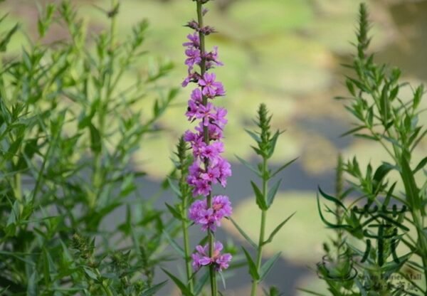 Lythrum Salicaria, Purple Loosestrife Seed 3000 PCS, Spiked Loosestrife Qianqucai - Image 4