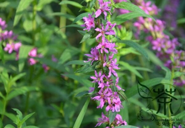 Lythrum Salicaria, Purple Loosestrife Seed 3000 PCS, Spiked Loosestrife Qianqucai - Image 5