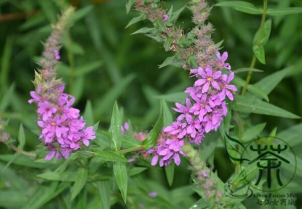 Lythrum Salicaria, Purple Loosestrife Seed 3000 PCS, Spiked Loosestrife Qianqucai - Image 6