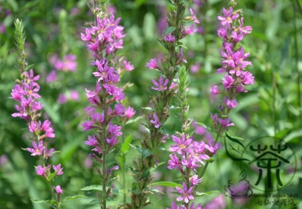 Lythrum Salicaria, Purple Loosestrife Seed 3000 PCS, Spiked Loosestrife Qianqucai - Image 7