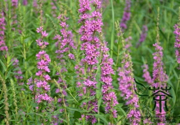 Lythrum Salicaria, Purple Loosestrife Seed 3000 PCS, Spiked Loosestrife Qianqucai - Image 8