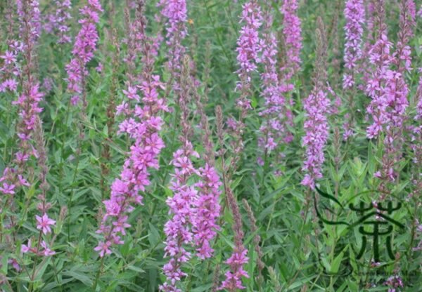 Lythrum Salicaria, Purple Loosestrife Seed 3000 PCS, Spiked Loosestrife Qianqucai - Image 9