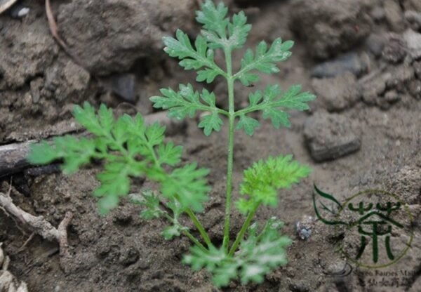 Lepidium Meyenii, Peruvian Ginseng Seed 2000 PCS, Peru Maca Maka - Image 5