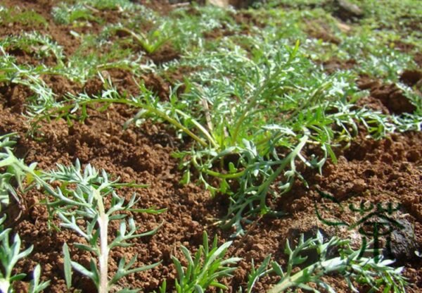 Lepidium Meyenii, Peruvian Ginseng Seed 2000 PCS, Peru Maca Maka - Image 6