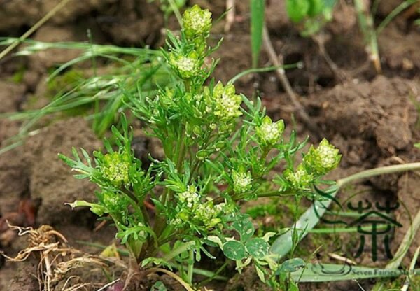 Lepidium Meyenii, Peruvian Ginseng Seed 2000 PCS, Peru Maca Maka - Image 7